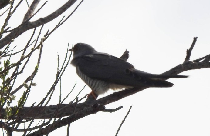 Black Cuckoo