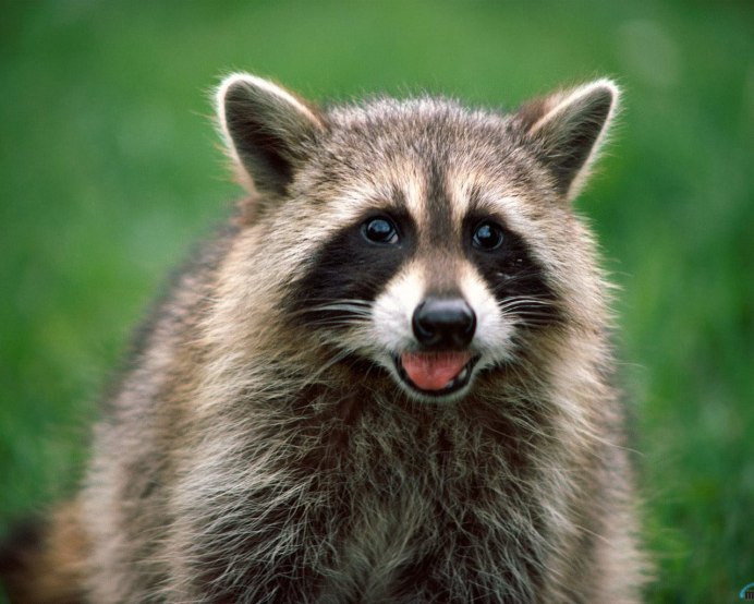 Злой енот полоскун