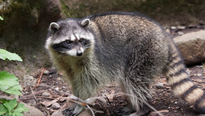 Очаровательный енот