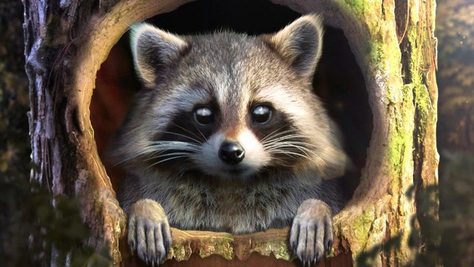 Уставший енот