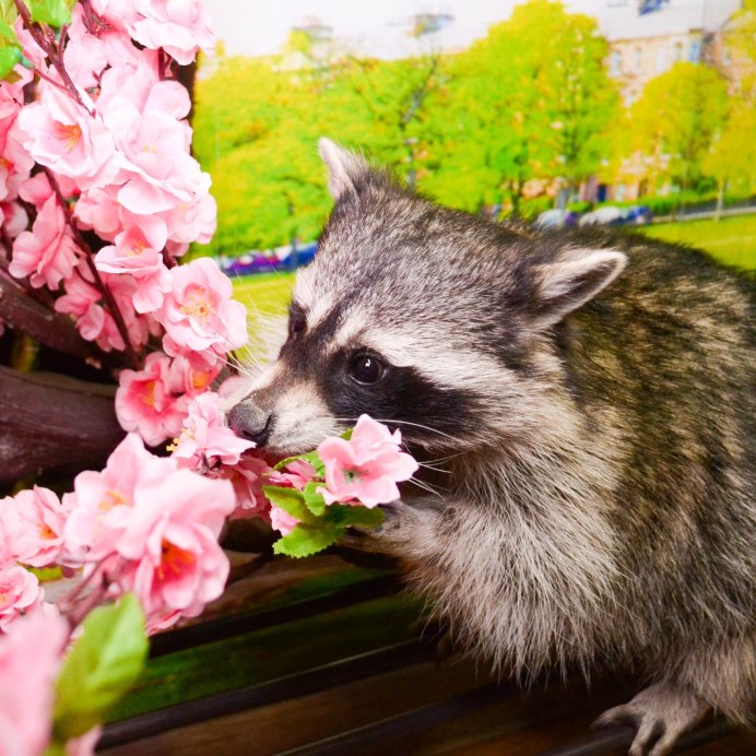 Приморский сафари парк еноты