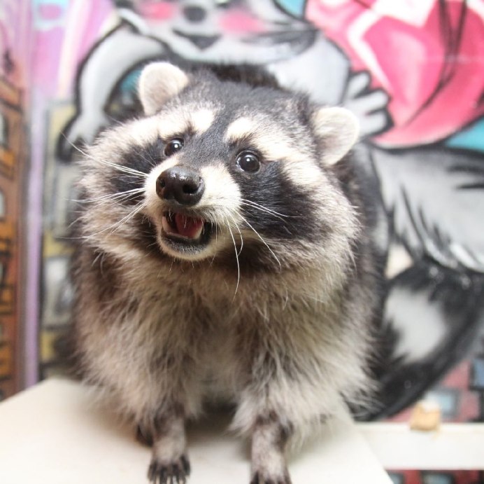 Тресмариасский енот