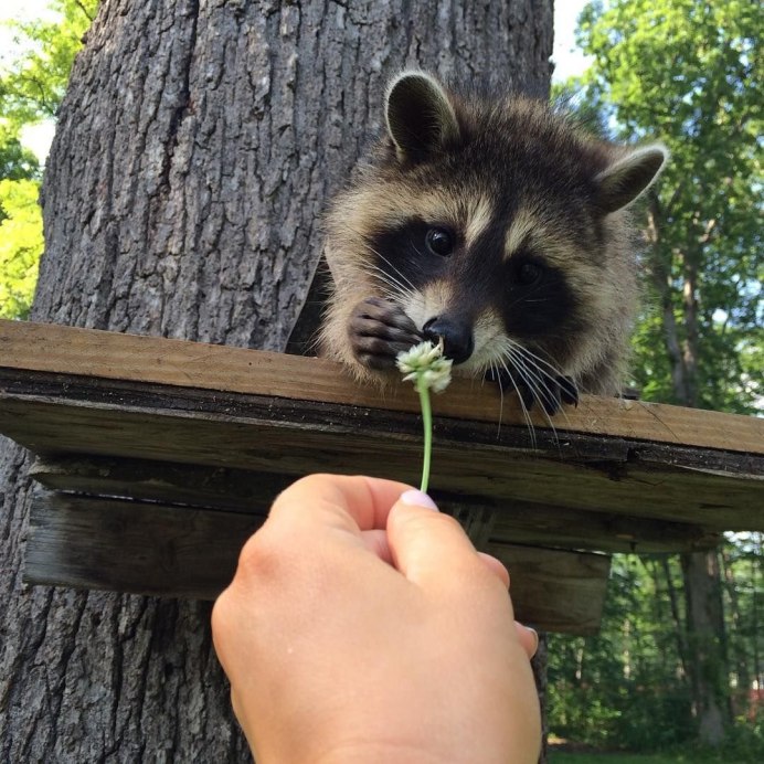 Забавные еноты