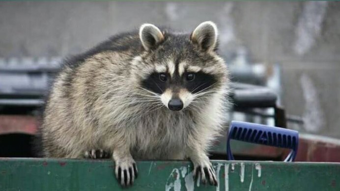 Живой енот-полоскун