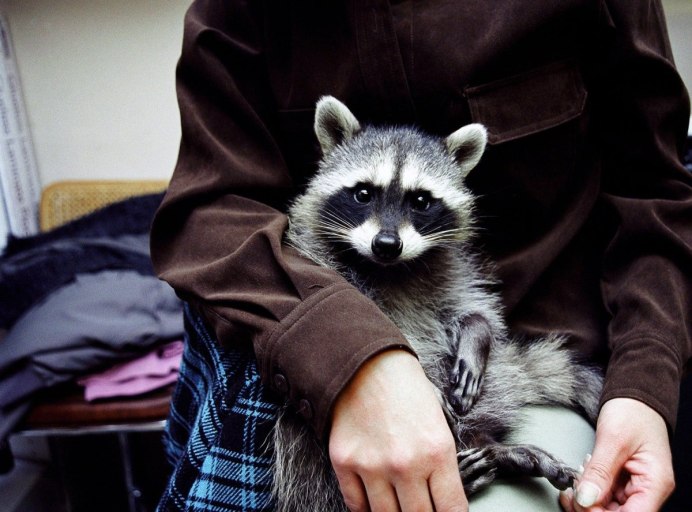 Алмазная мозаика енот полоскун