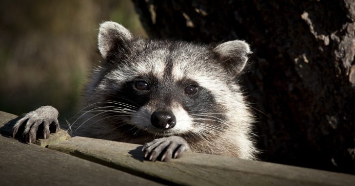 Рыжий енот полоскун