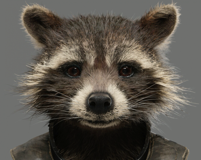 Рыжий енот полоскун