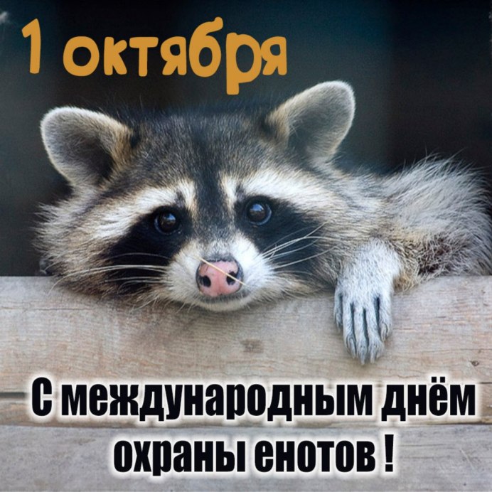 Белый енот полоскун