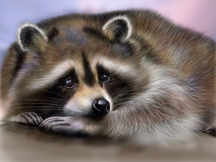 Злой енот полоскун