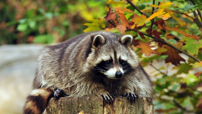 Енот и енот полоскун