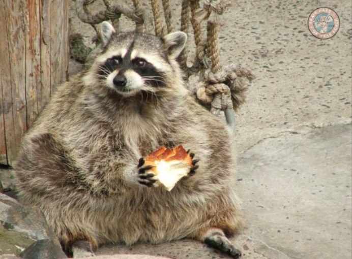 Толстый енот