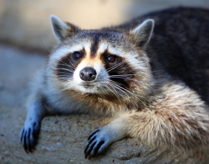 К чему снится енот девушке