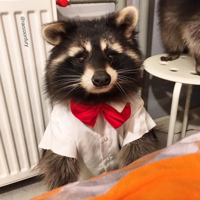 Енот полоскун милый