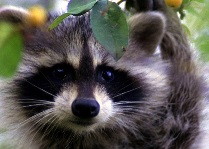 Енот полоскун толстый