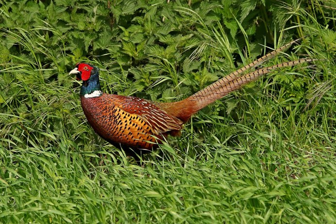 Фазан обыкновенный Phasianus colchicus