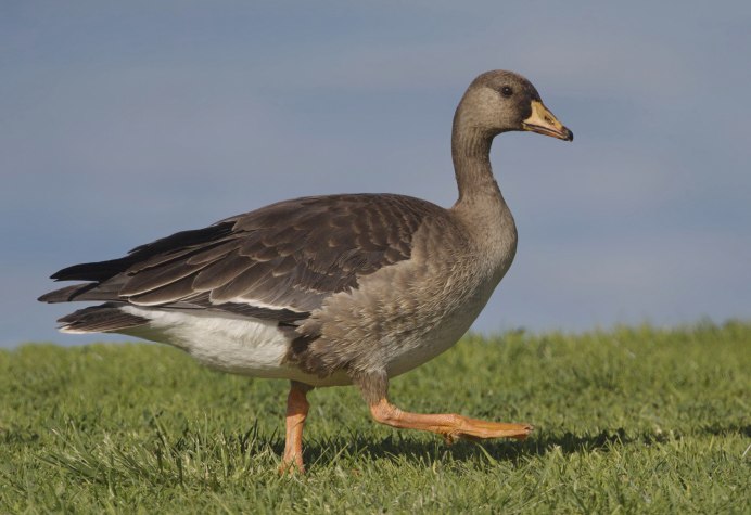 Anser fabalis serrirostris