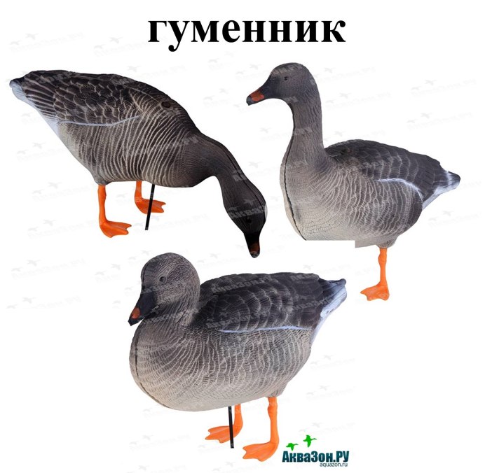 Молодой белолобый Гусь