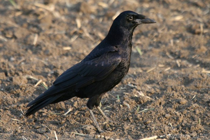 Corvus frugilegus молодой