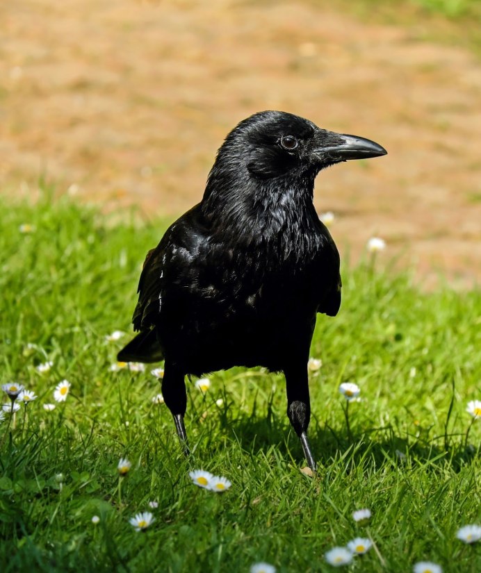Марки Corvus frugilegus