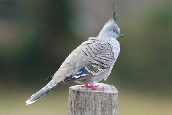 Dove животное