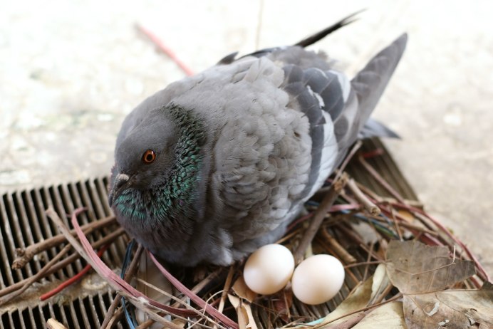 Pigeon Nest