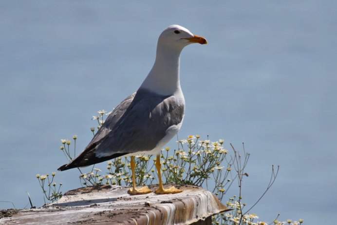 Севан Чайки