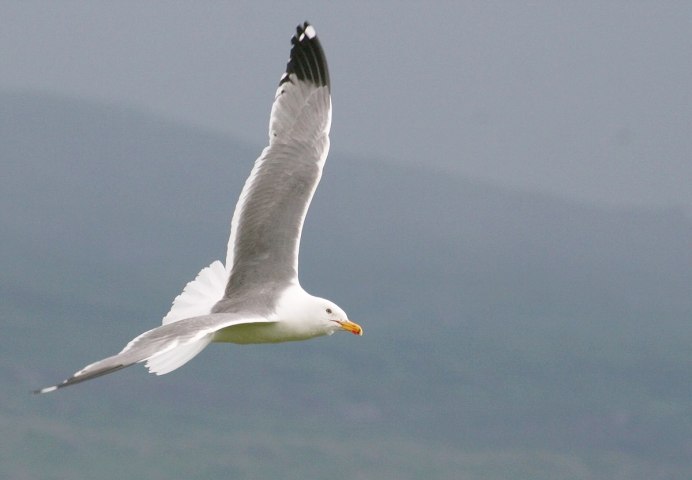 Чайковые птицы