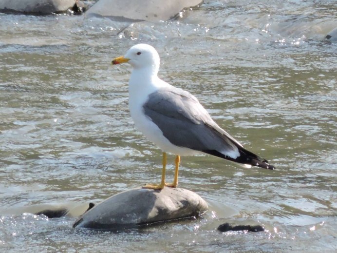 227. Армянская Чайка (Larus armenicus)