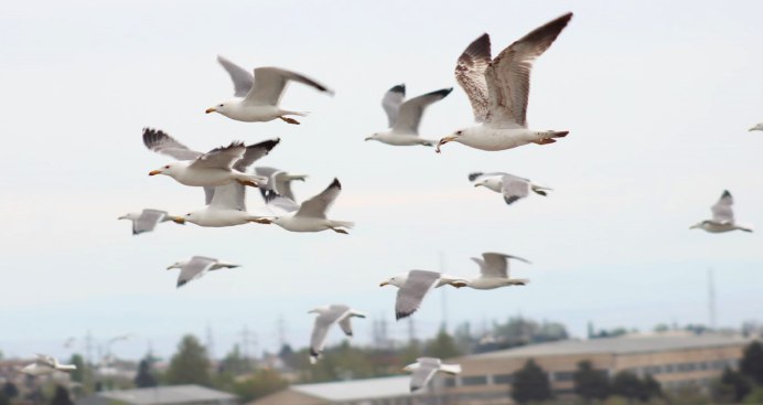 Птицы Азербайджана