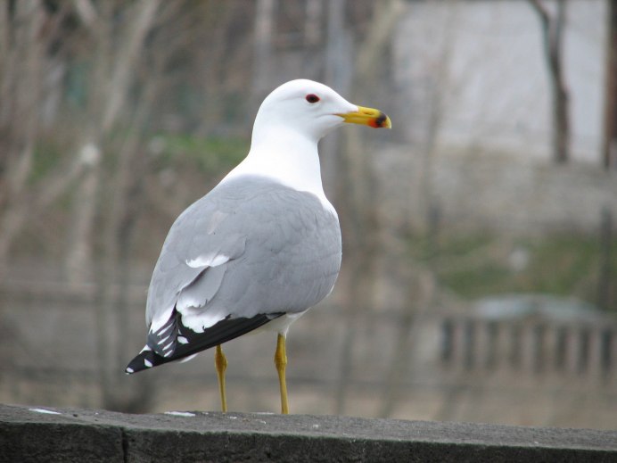Larus armenicus