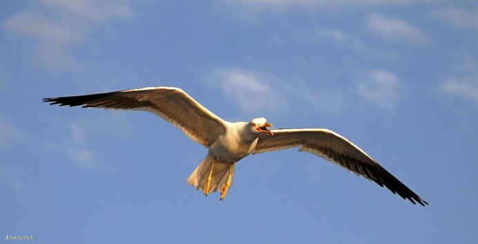 Synthliboramphus hypoleucus