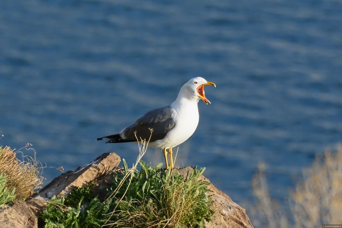 Птицы Армении