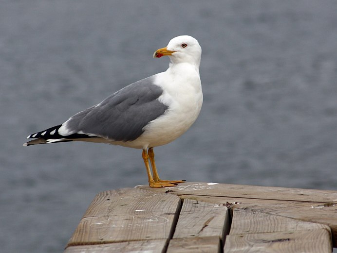 Птицы похожие на чайку в городе