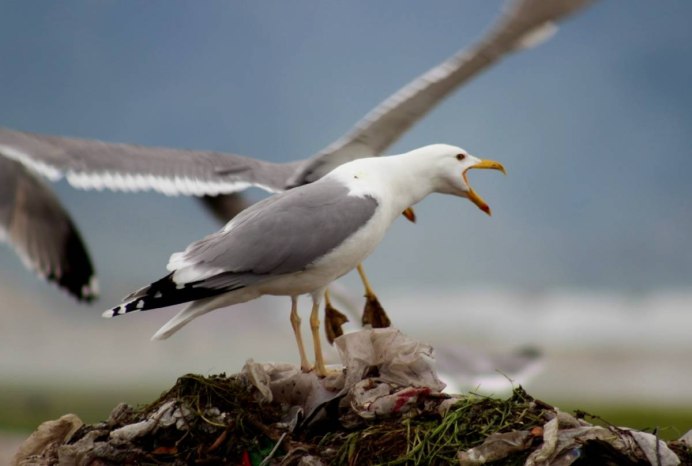 Севан Чайки