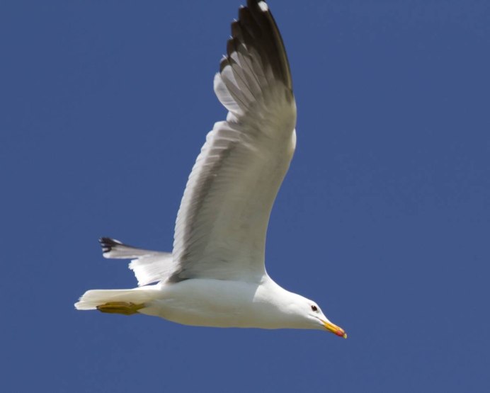 Армянская Чайка