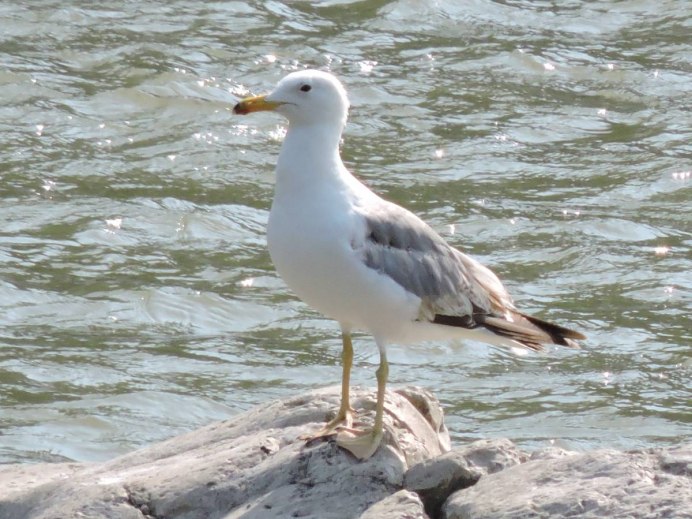 Larus armenicus