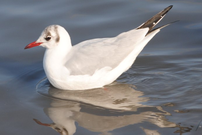 Армянская Чайка