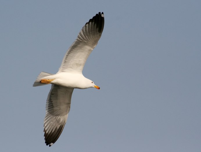 Larus armenicus