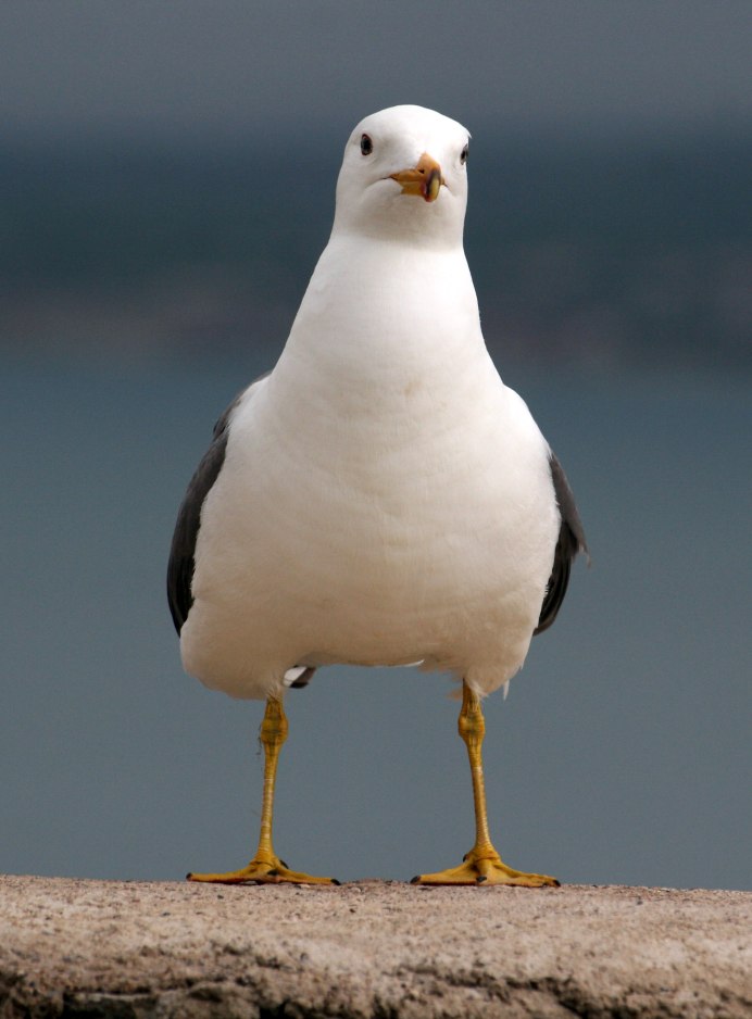 Морская Чайка СПБ