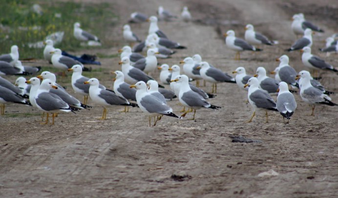 Чайка летит