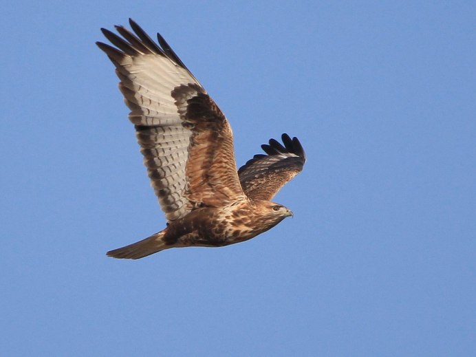 Канюк обыкновенный перелет