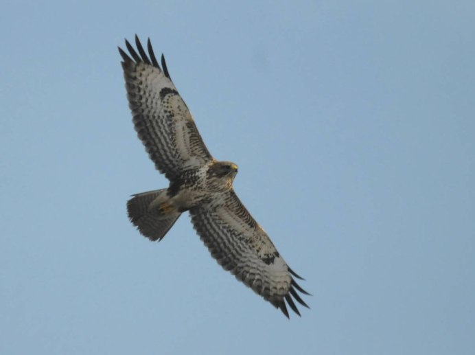 Ястреб канюк Орел Коршун