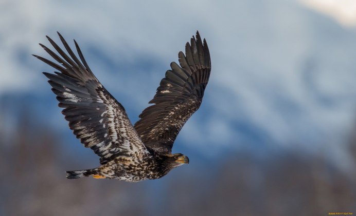Ястребиный Сарыч фото