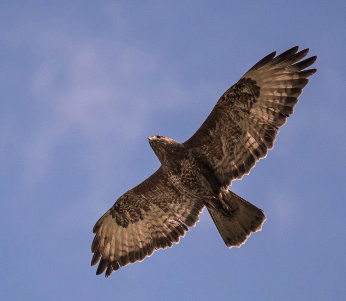 Обыкновенный канюк Buteo Buteo