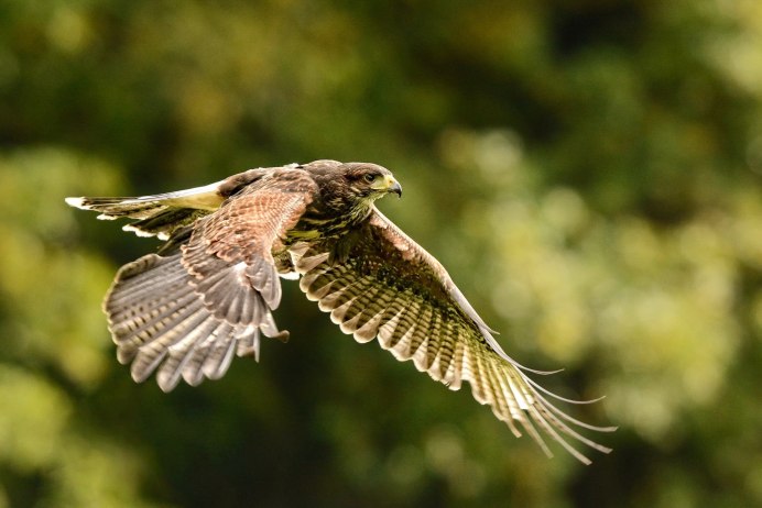 Коршуны в Перми