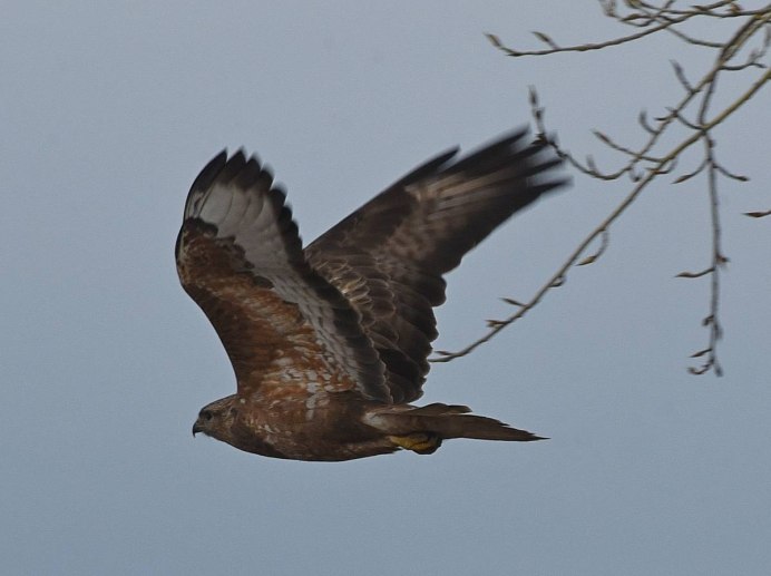 Канюк обыкновенный в полете