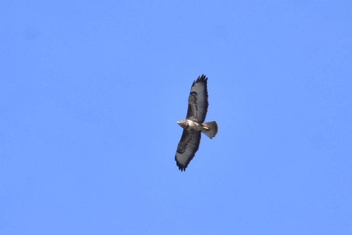 Канюк обыкновенный в полете