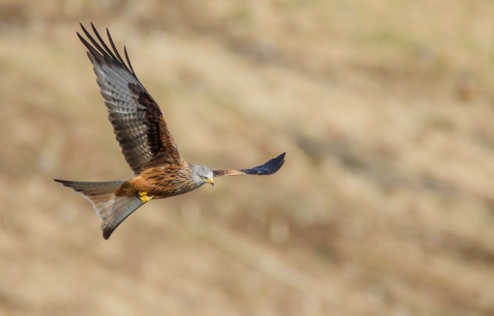 Канюк и Лунь