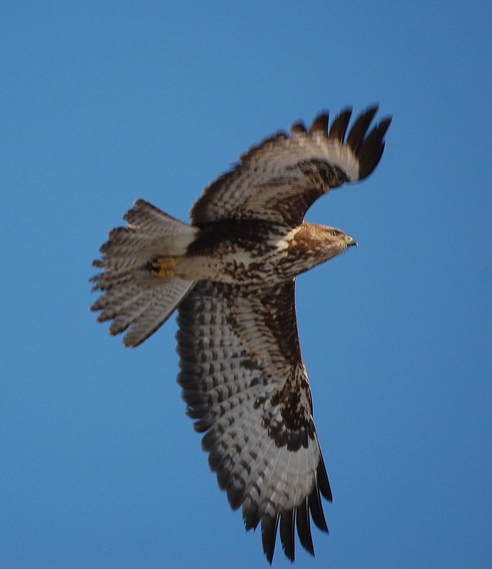 Канюк обыкновенный перелет