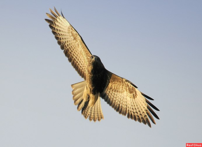 Канюк обыкновенный перелет